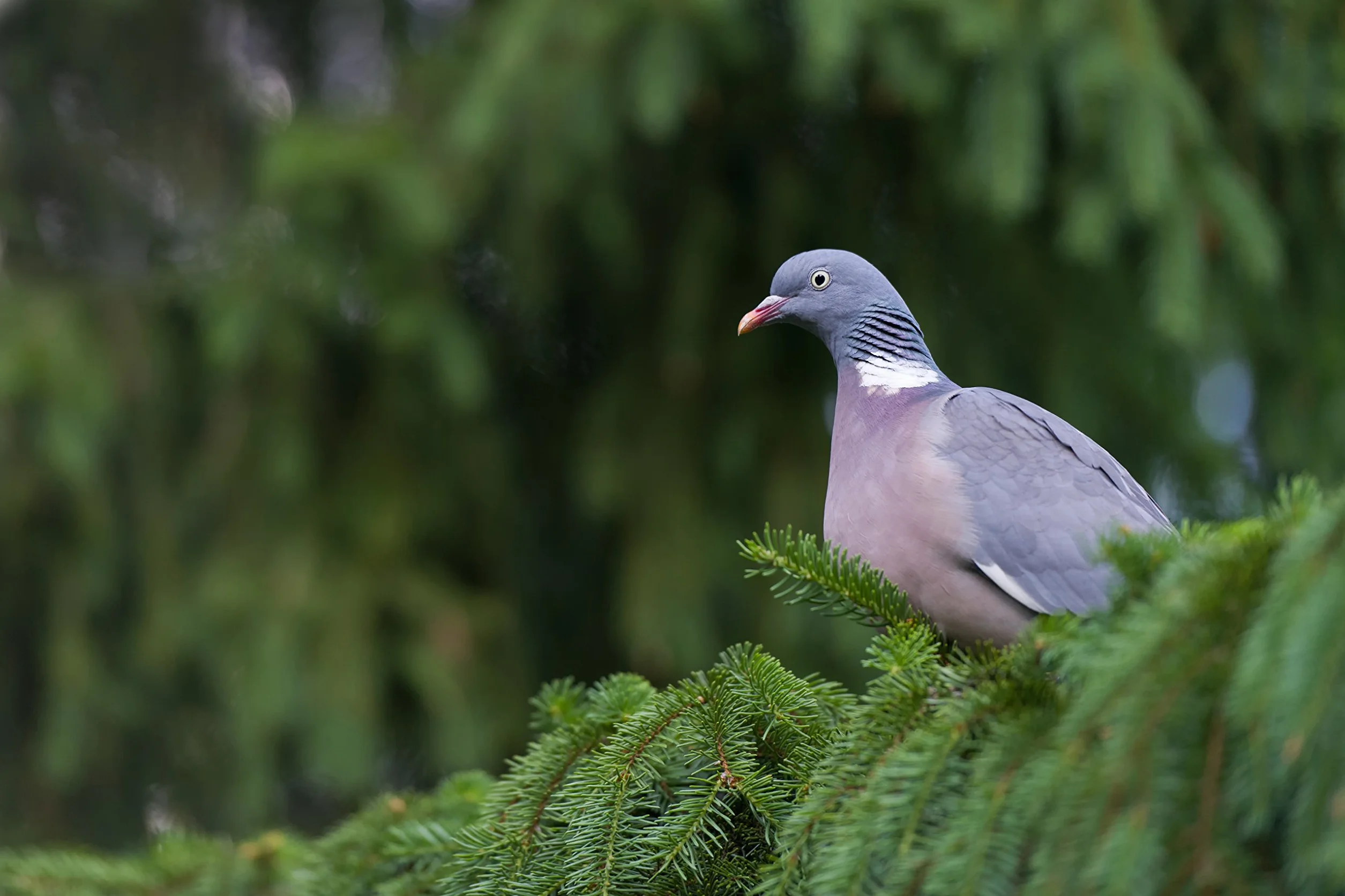 Taube Locker richiamo per piccioni universale Colomba
